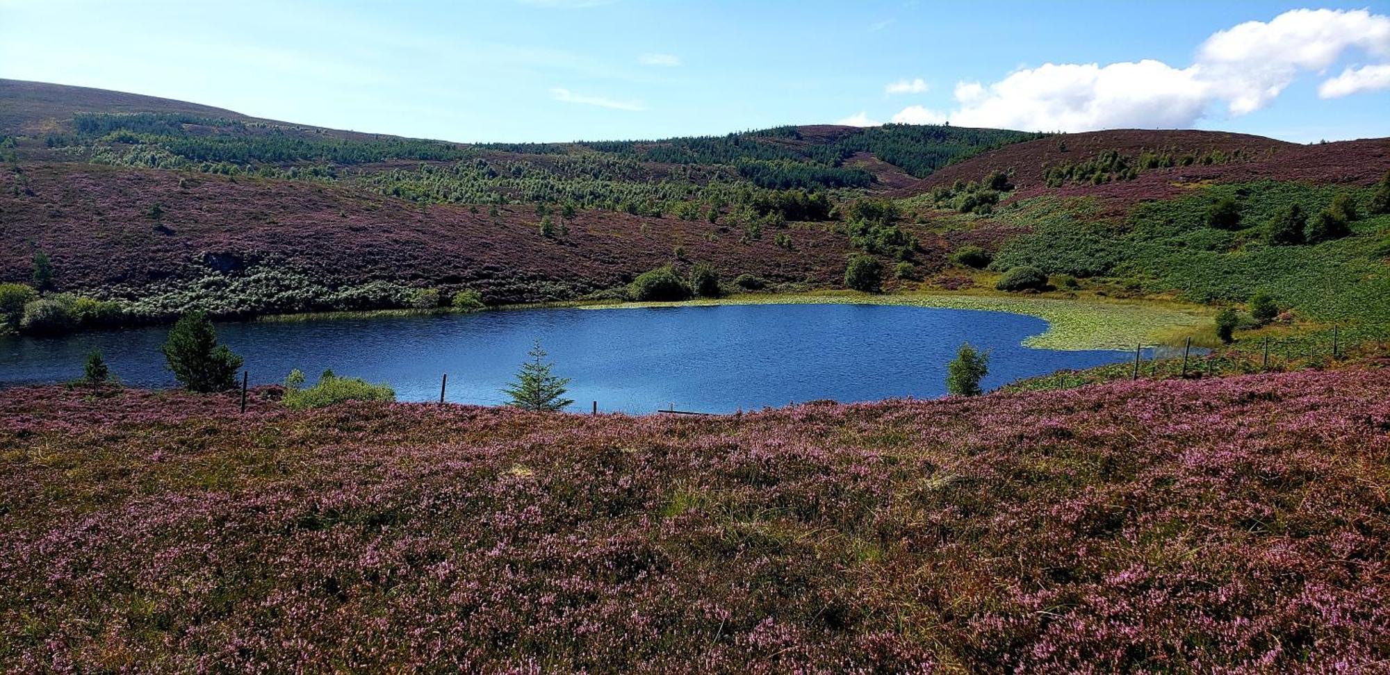 Highland Glen Lodges Rogart Zewnętrze zdjęcie